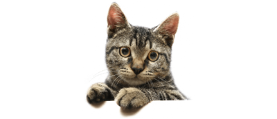 Felinoterapia